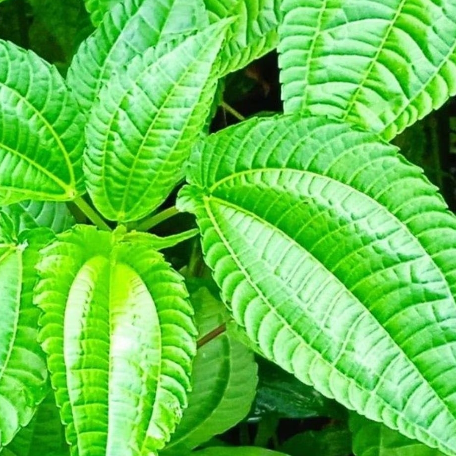 

lalapan daun pohpohan segar asli100% kwalitas terbaik berat 250 gram