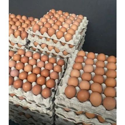 

ocb11 telur ayam negeri