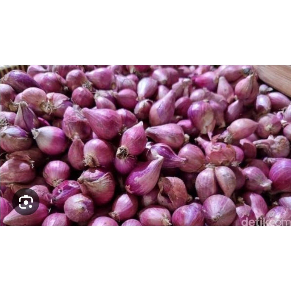 

bawang merah probolinggo langsung dari petani