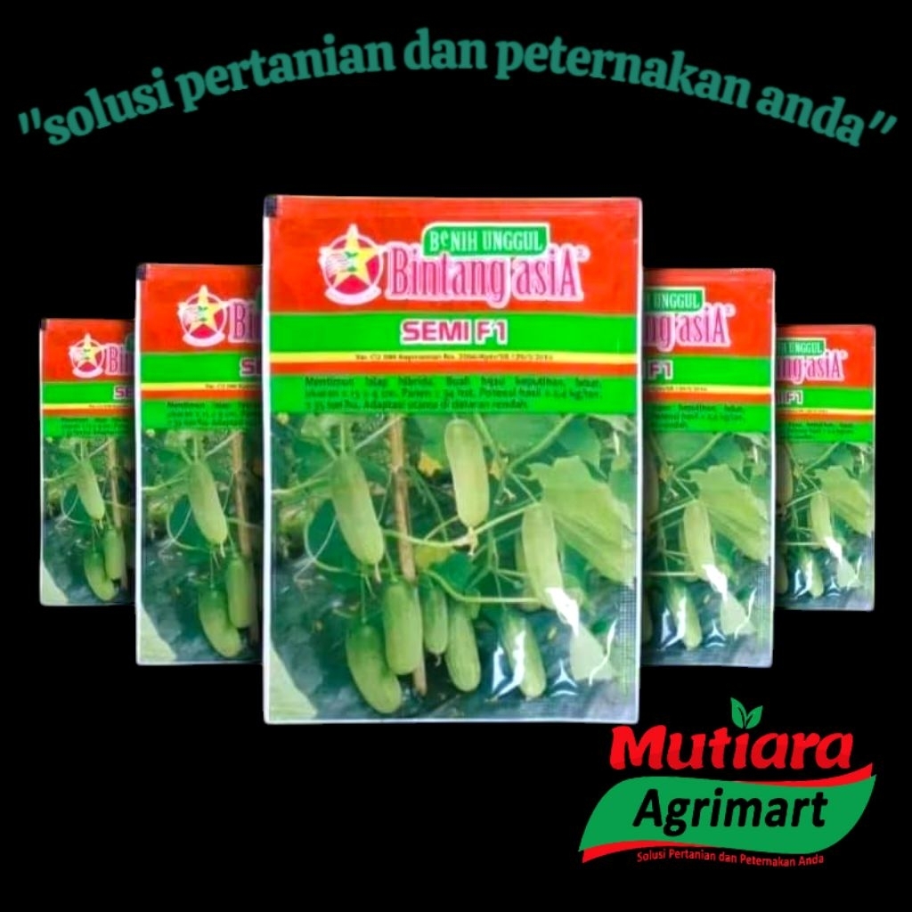 BIBIT TIMUN SEMI F1 20GR ORIGINAL // BENIH TIMUN BINTANG ASIA // BIBIT TIMUN SUPER