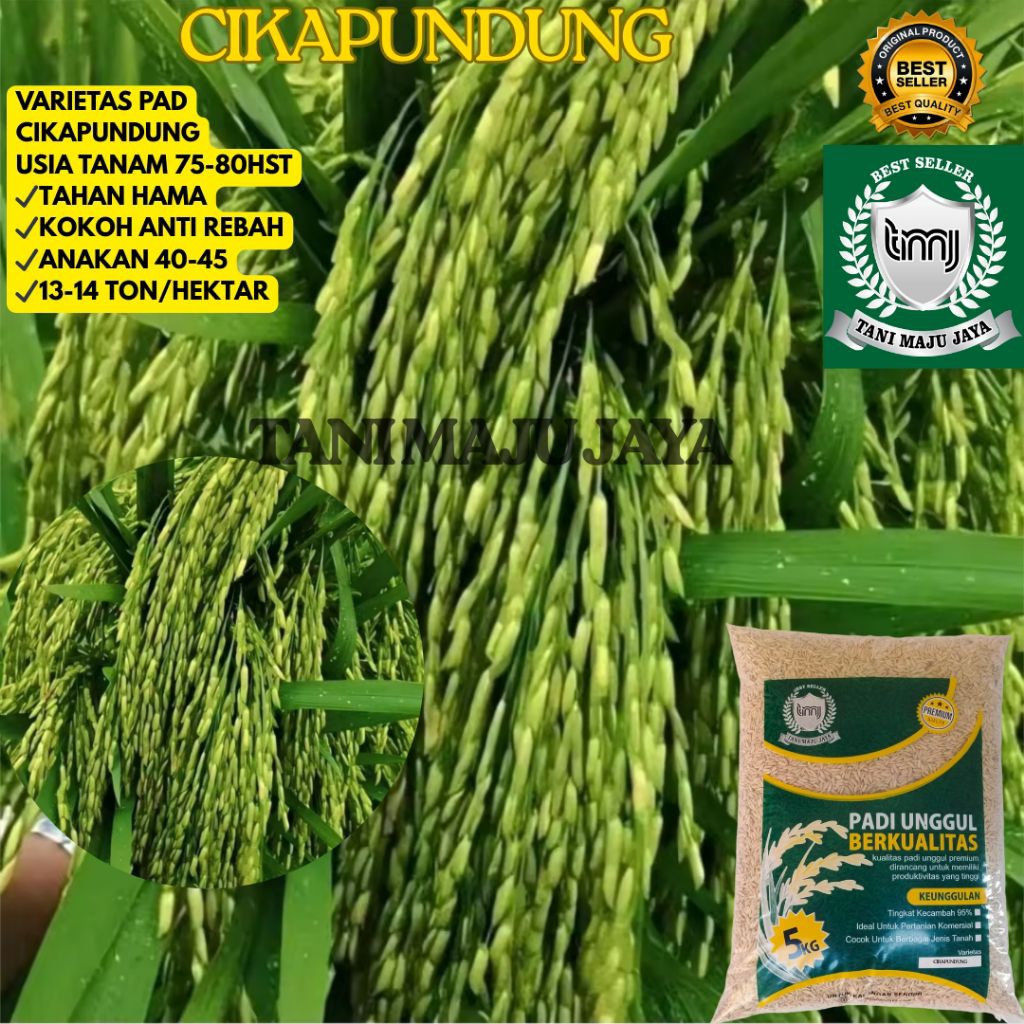 BIBIT PADI BENIH PADI UNGGUL VARIETAS CIKAPUNDUNG KEMASAN 5 KG
