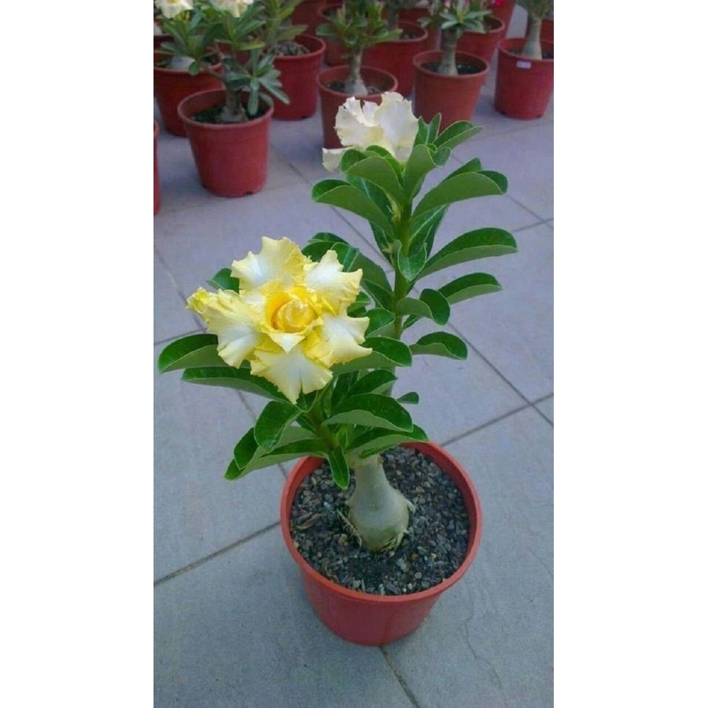 Adenium kamboja jepang bunga kuning / Tanaman adenium kamboja jepang
