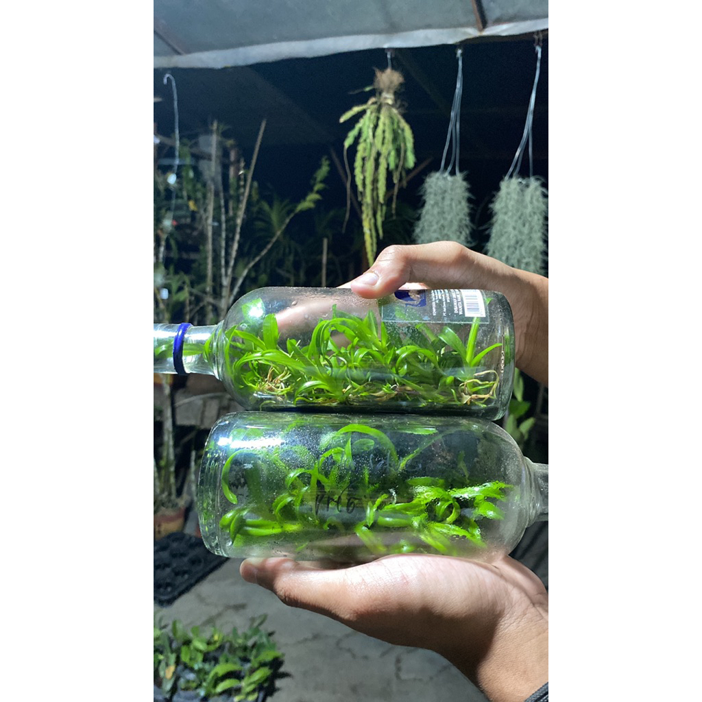 Anggrek botolan keriting isi 40-50