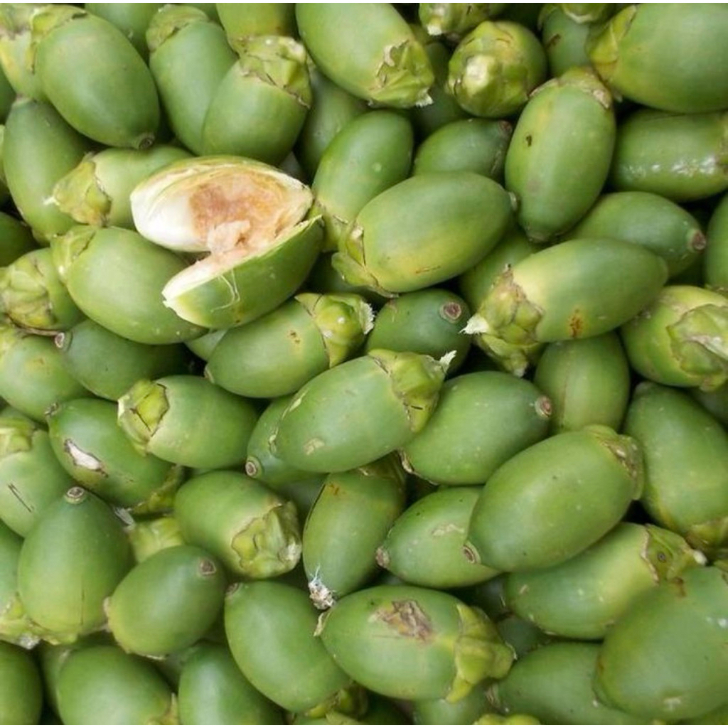 

1kg PINANG MUDA,segar kualitas terbaik,untuk pembuatan jamu,buah langsung petik jika ada orderan