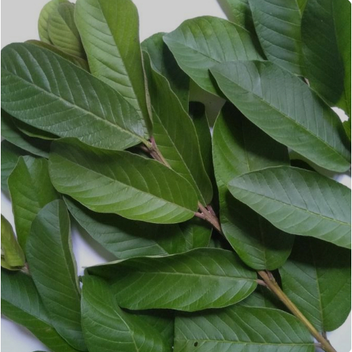 

1 KG DAUN JAMBU BIJI SEGAR / 500 GRAM DAUN BIJI KLUTUK SEGAR