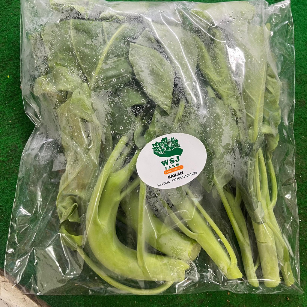 

SAYUR KAILAN HIDROPONIK SAYURAN FRESH SEGAR