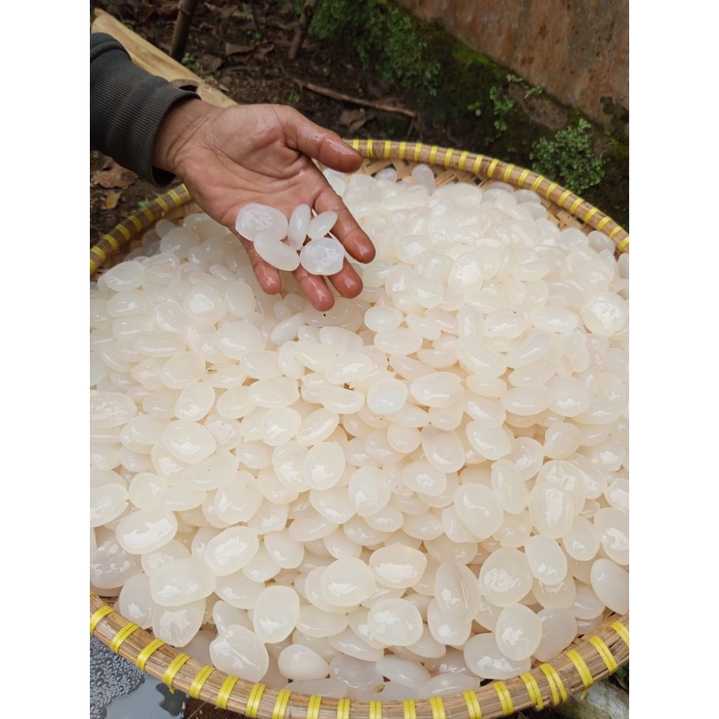 

kolang kaling segar SIAP KIRIM 1kg