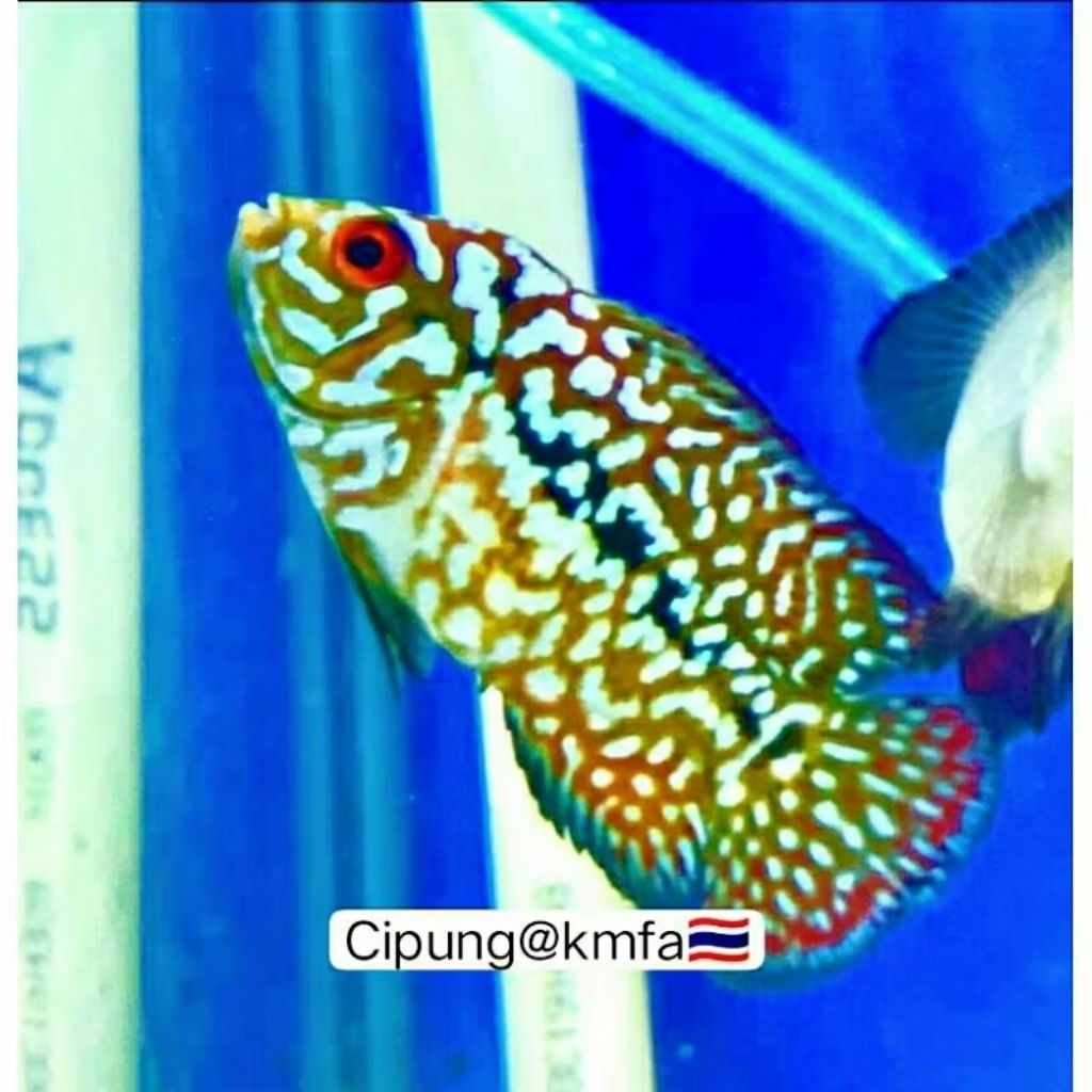 Hiasan aquarium Burayak Black Red kamfa Grade A🇹🇭