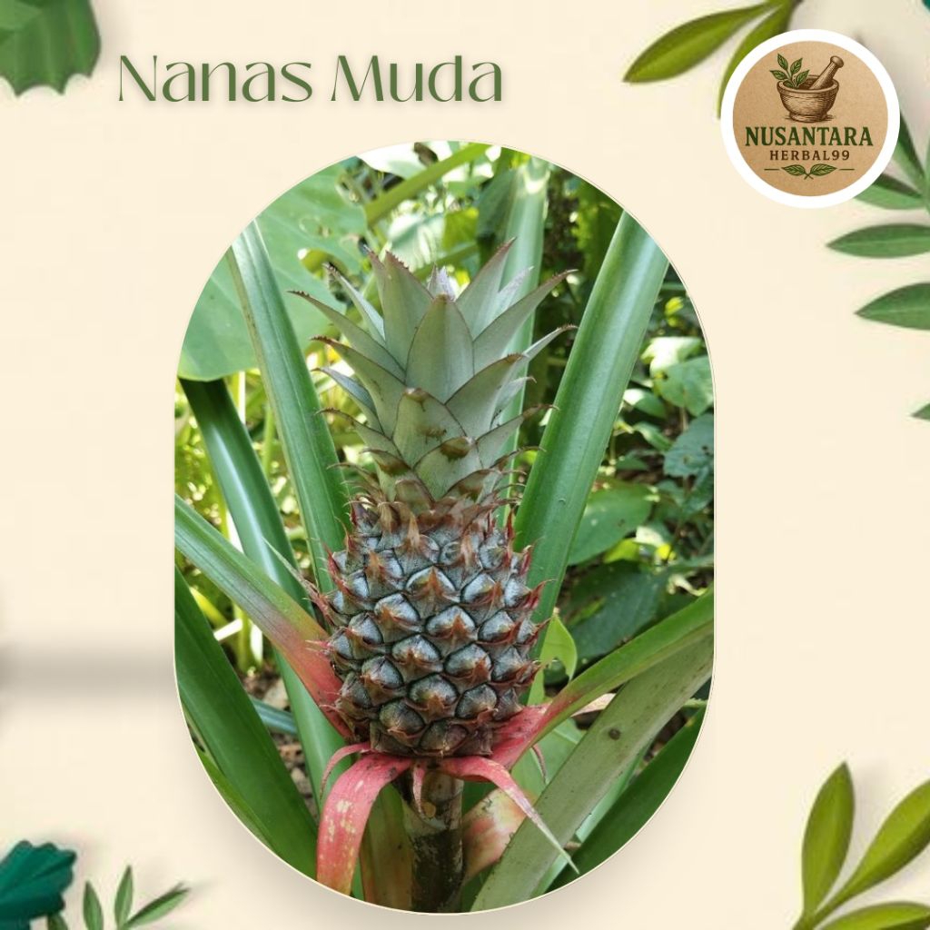 

Buah Nanas Muda Segar Lansung Petik (Privasi Aman)