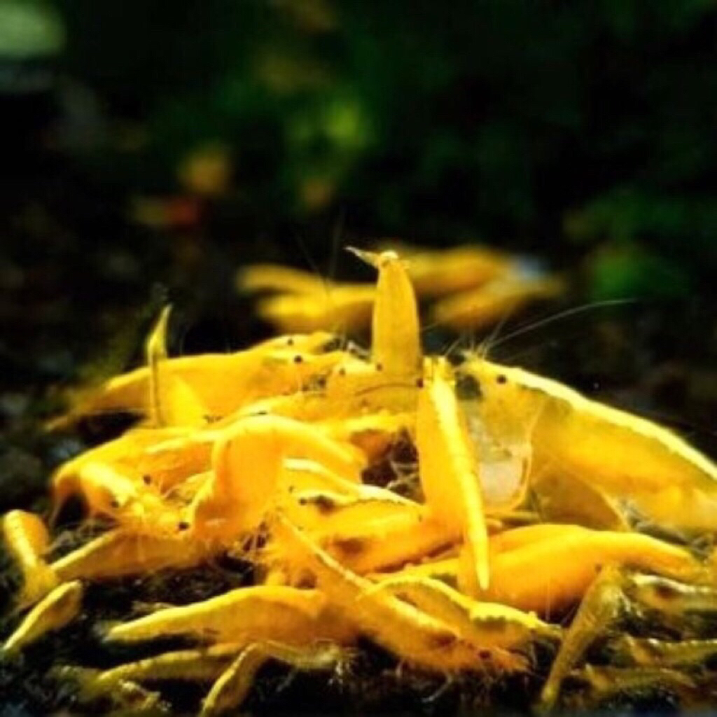 

Bisa Cod, Udang Hias blody marry & yellow fire