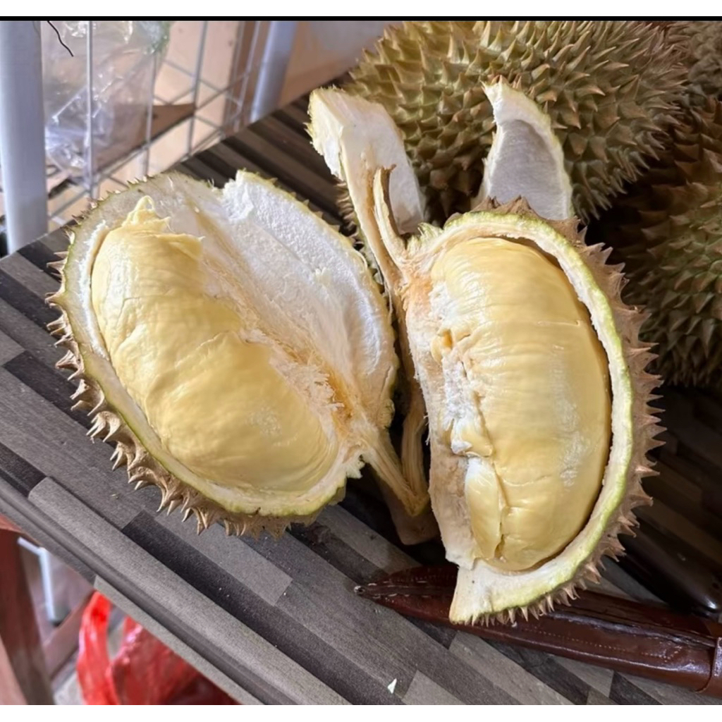 

Durian Montong Palu Super Jumbo | Durian Montong Manis Pulen Biji Kecil Fresh 2,3kg