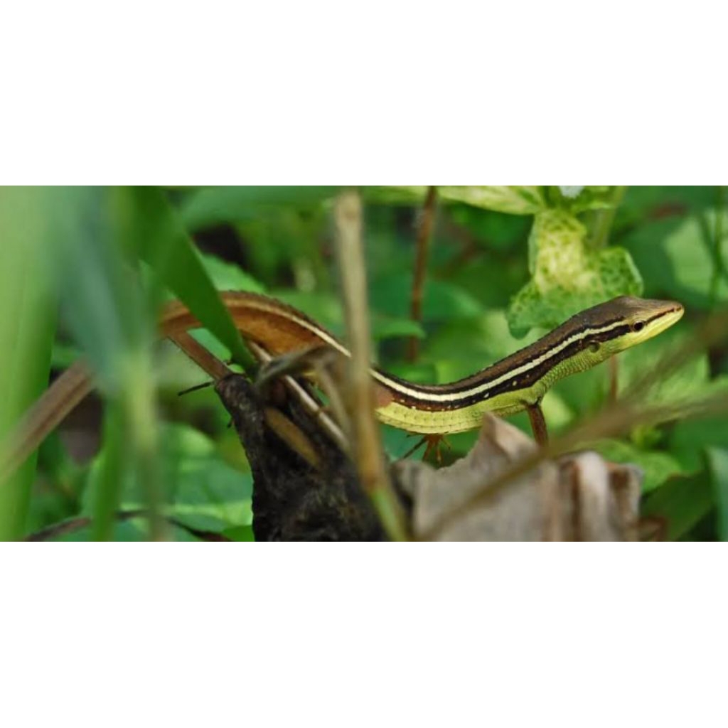 Kadal rumput ekor panjang /kadal orong orong hiasan aquarium rp 15000