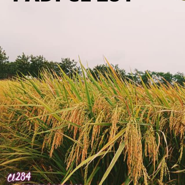 Gabah Padi Cl 284 CL84 Ori 5kg