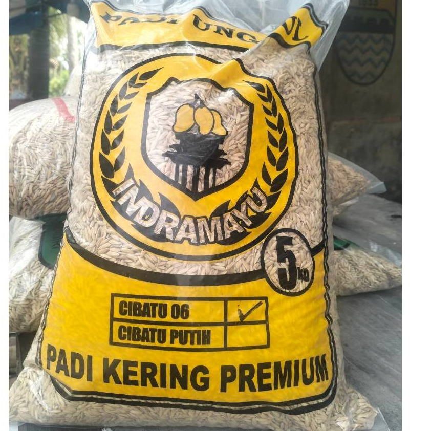 Gabah Padi Cibatu 06 ORI indramayu