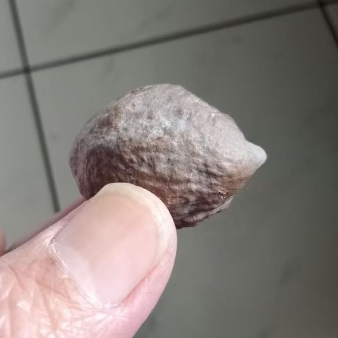 Kemiri Adu Muncang Adu Yanti Dahdir Ori Full Tua