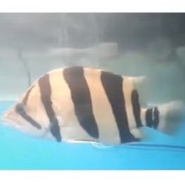Datz Tiger Fish 3Bar Fox Size Besar 27-28Cm Tankmate Hiasan Aquarium Predator