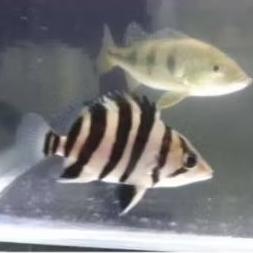 Datz Tiger Fish 4Bar Size 5-6Cm Hiasan Aquarium