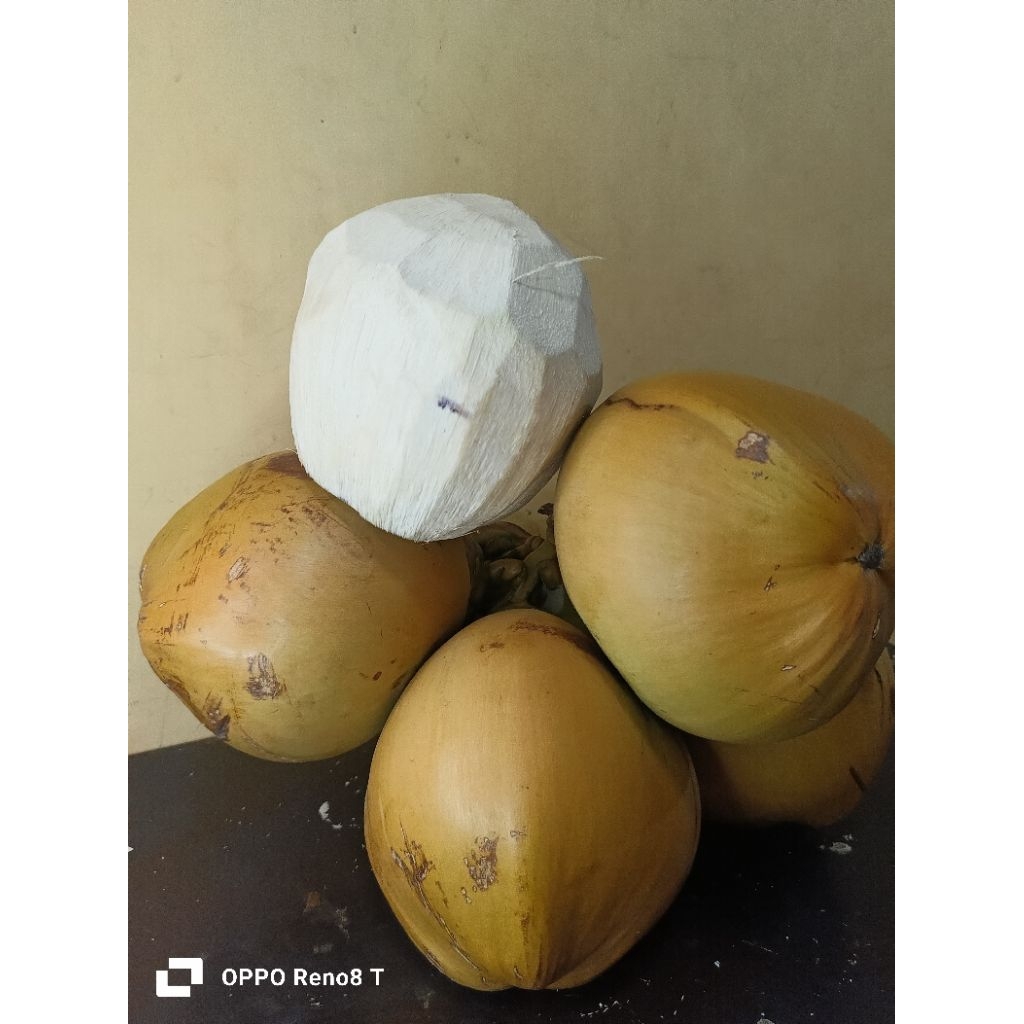 

KELAPA DEGAN SUPER PERBUTIR