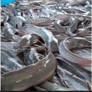 

Ikan Lele 1 kg