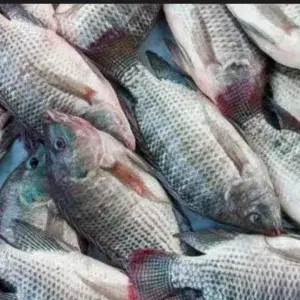 

Ikan Mujair. 1 Kg ll Silahkan Request Potongan