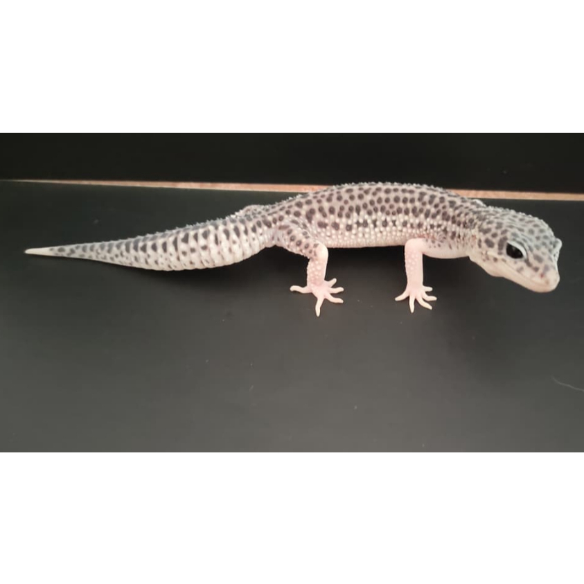MAINAN GECKO LEOPARD SSE PIED LUCU - F