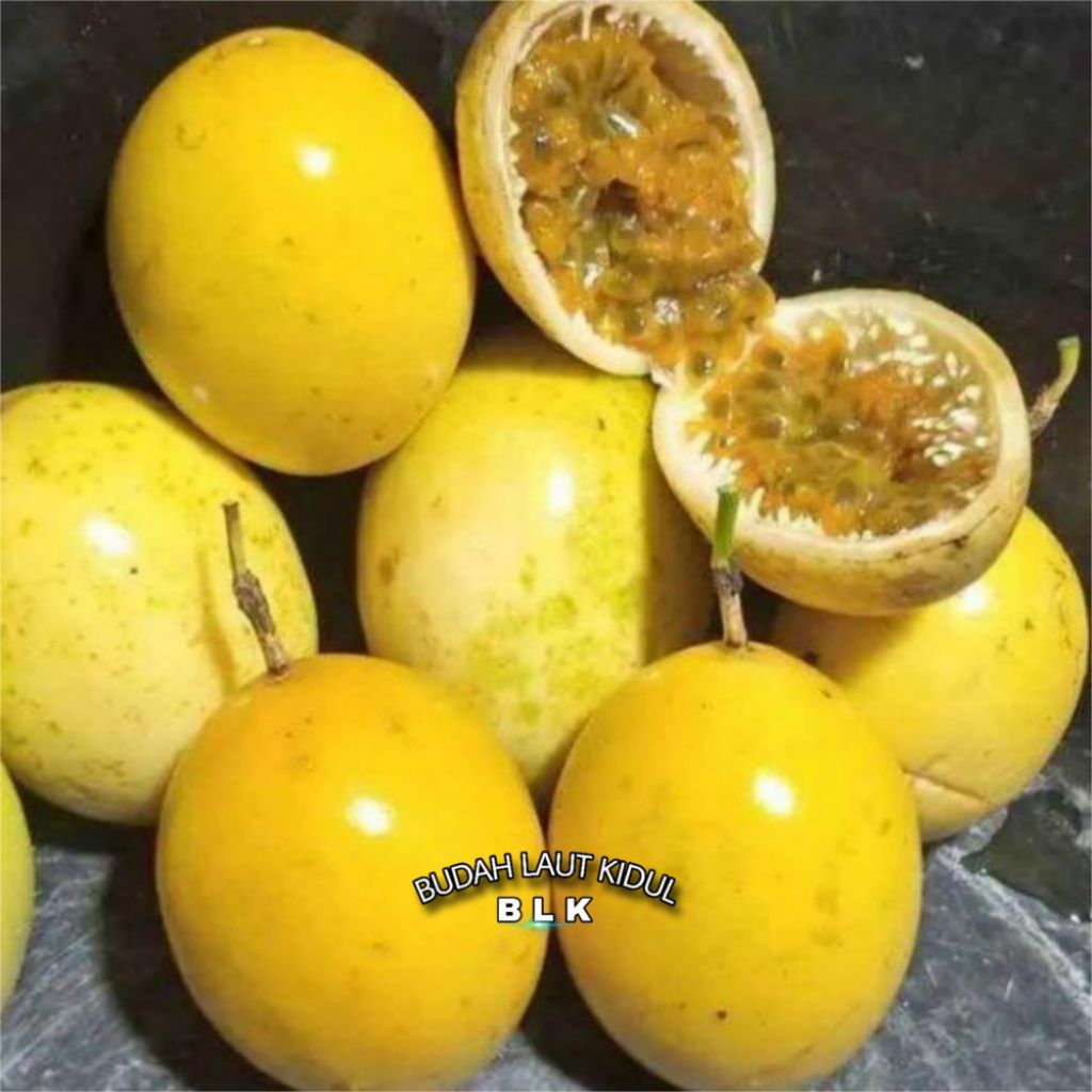 

Buah markisa segar Mateng | buah markisa Mateng | 1 pcs 1kg