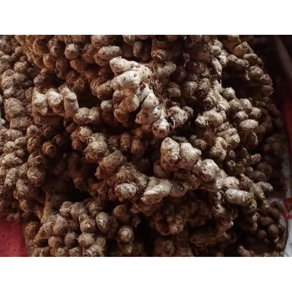 TEBU HITAM 1 KG OBAT HERBAL