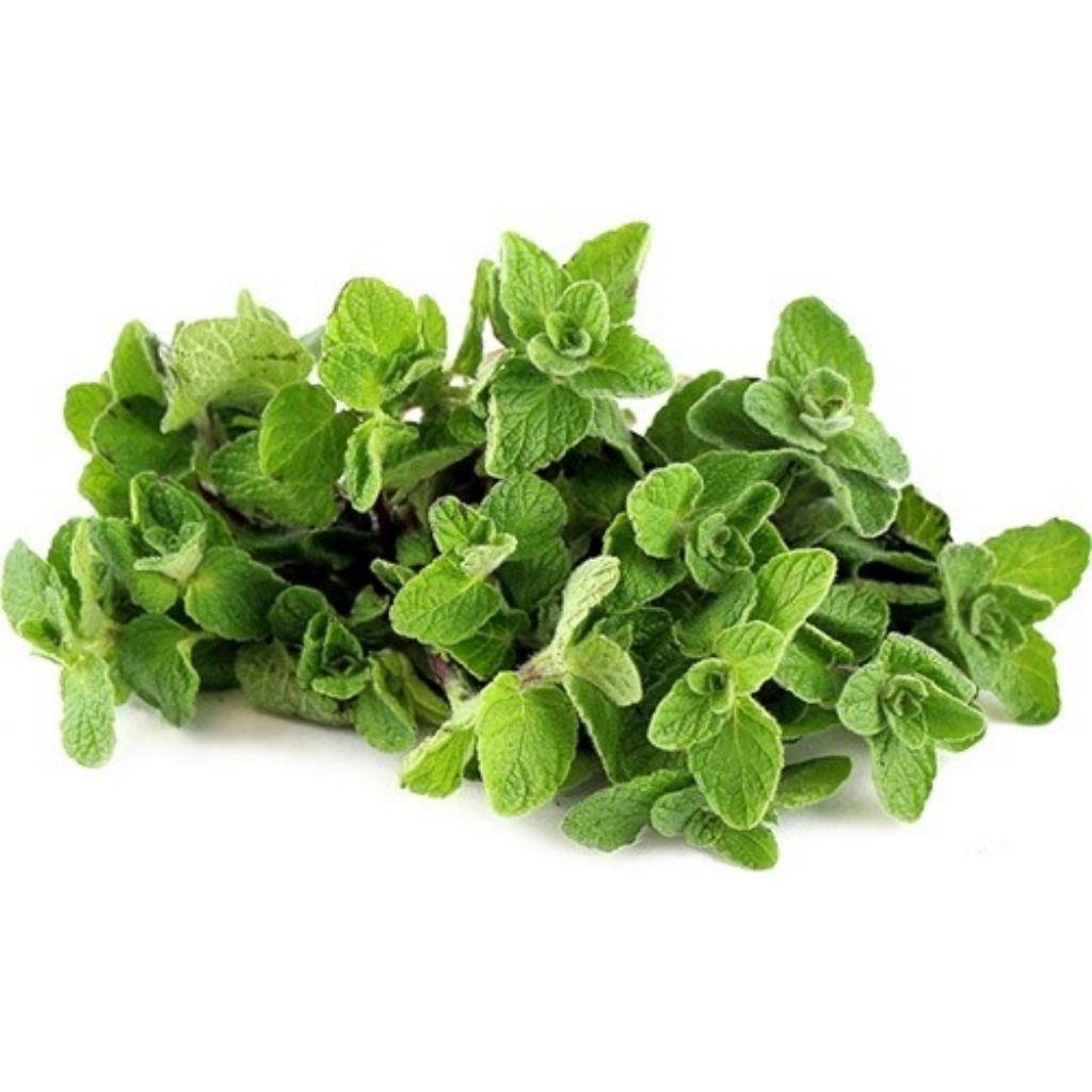 

OREGANO FRESH 50GR