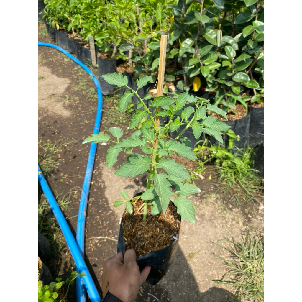 

tomat sayur super sehat