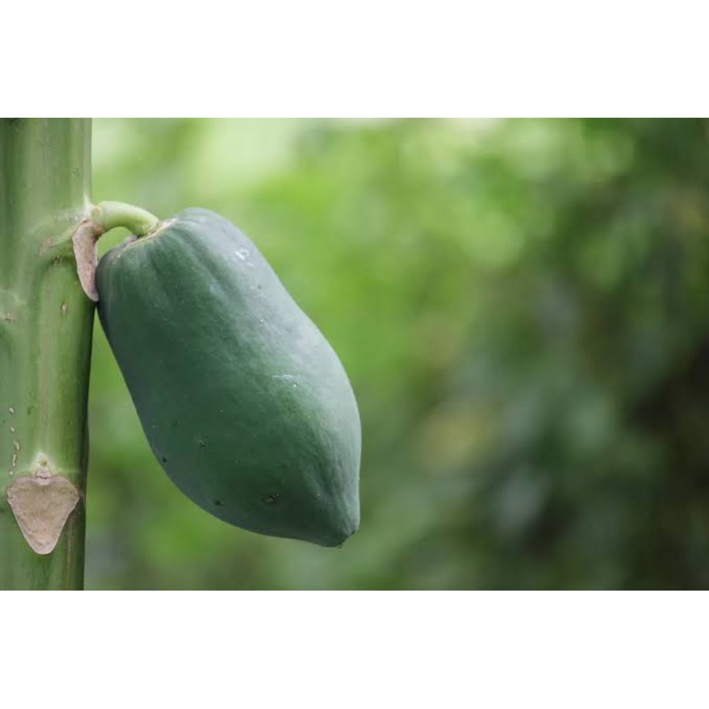 

Pepaya muda bahan sayur