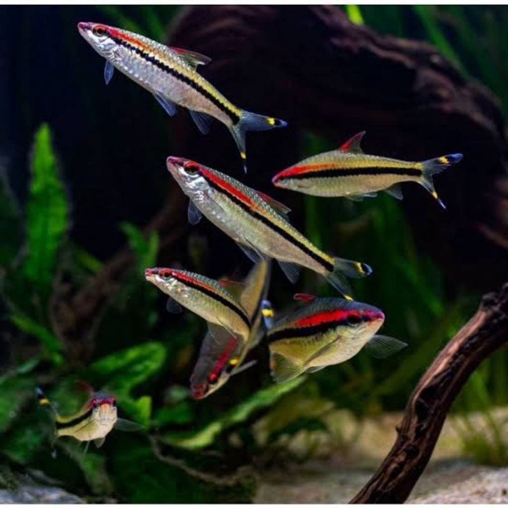 

DENISONI IKAN FROZEN beku