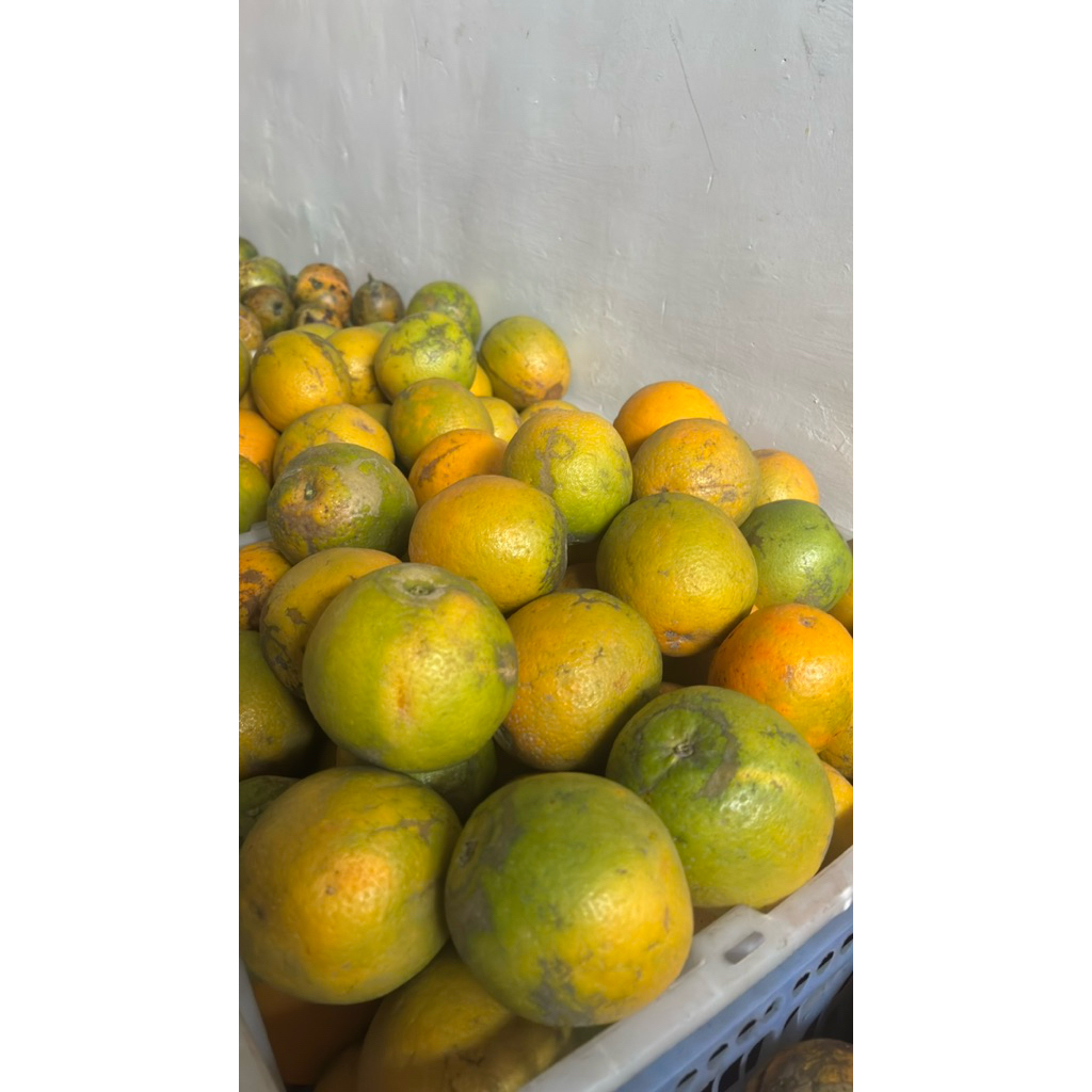 

jeruk baby java malang 1 kg