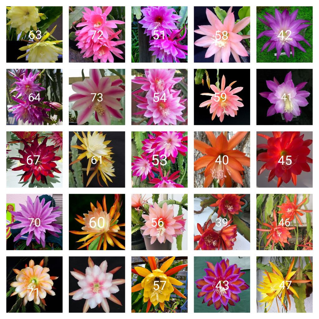 Tanaman hias gantung Wijaya Kusuma paket 25 macam jenis bunga