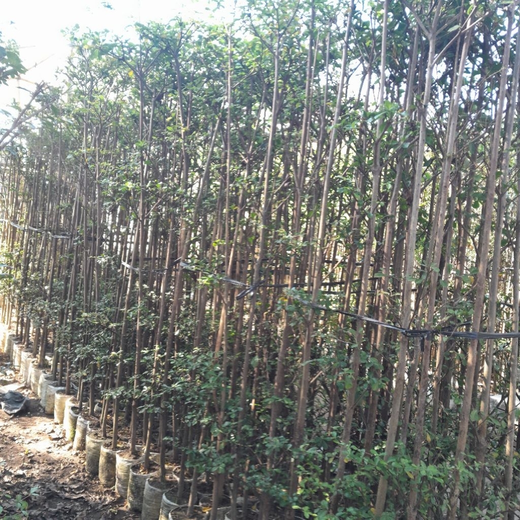 TERBARU BIBIT KETAPANG KENCANA TINGGI - +2M