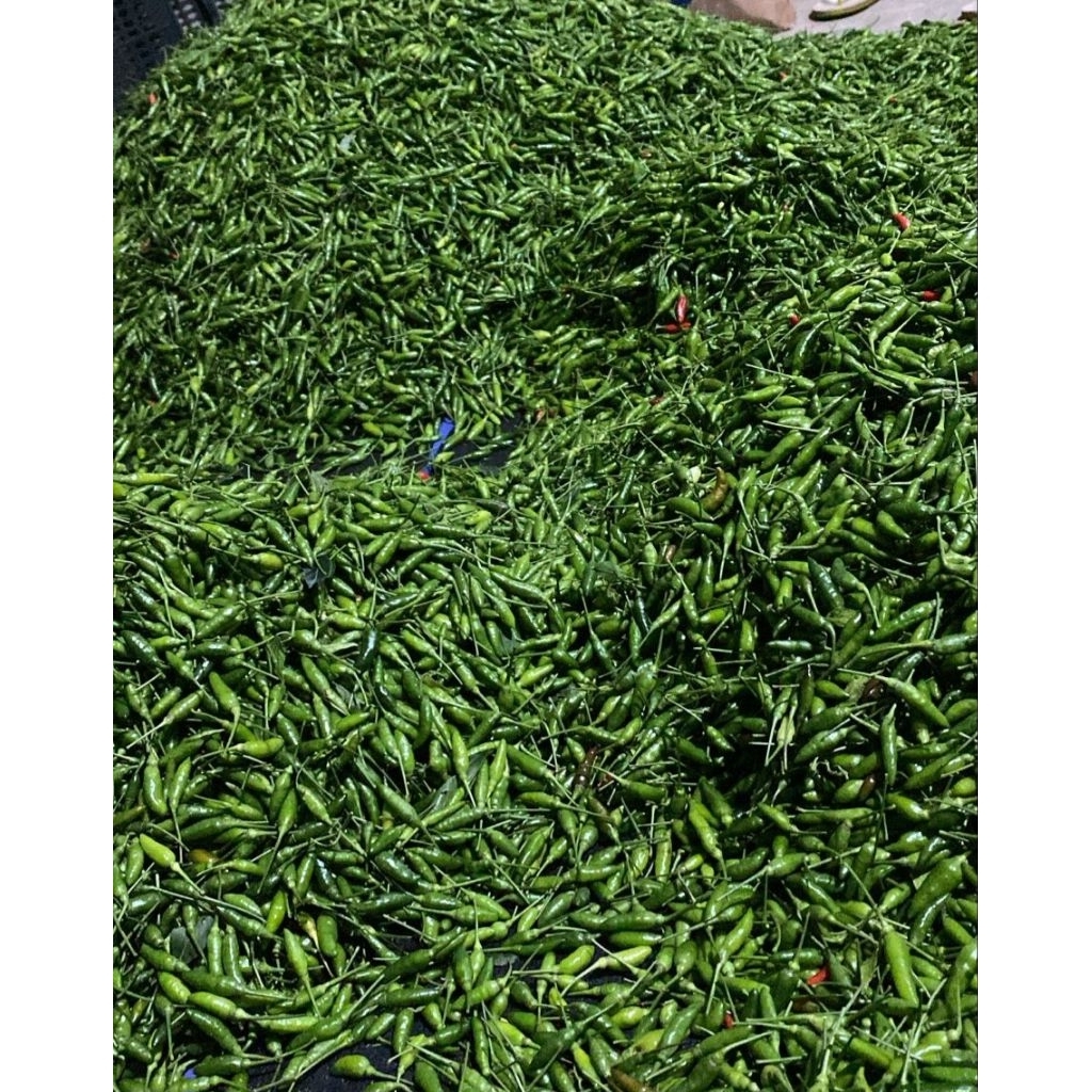 

Cabai rawit hijau fress langsung dari petani