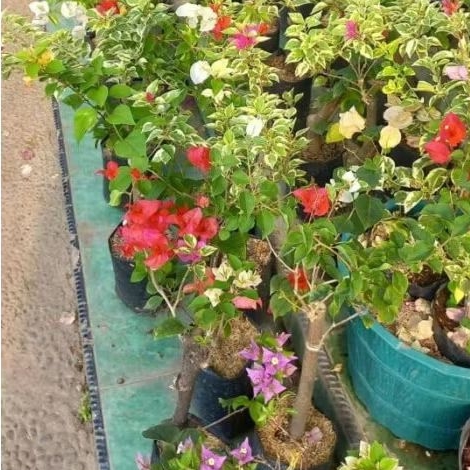 bibit bugenfil 3 warna satu paket isi 3 pohon