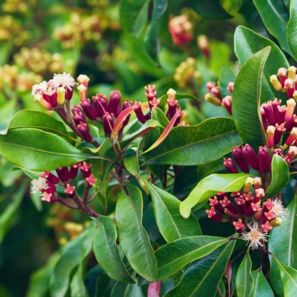 bibit cengkeh super.