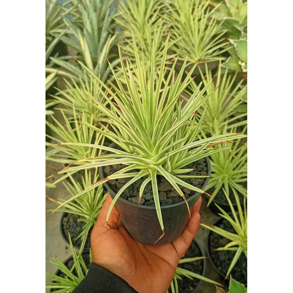 Agave Stricta Varigata