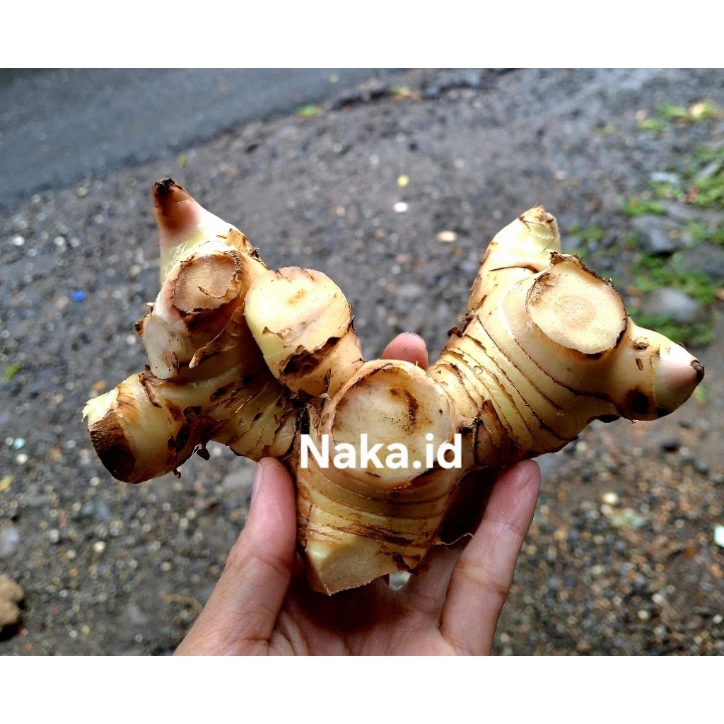 

Lengkuas Emprit fress / Segar Bumbu dapur 500 gram