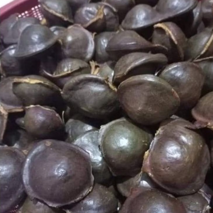 

lalapan jengkol muda segar (belum kupas) 1 kg