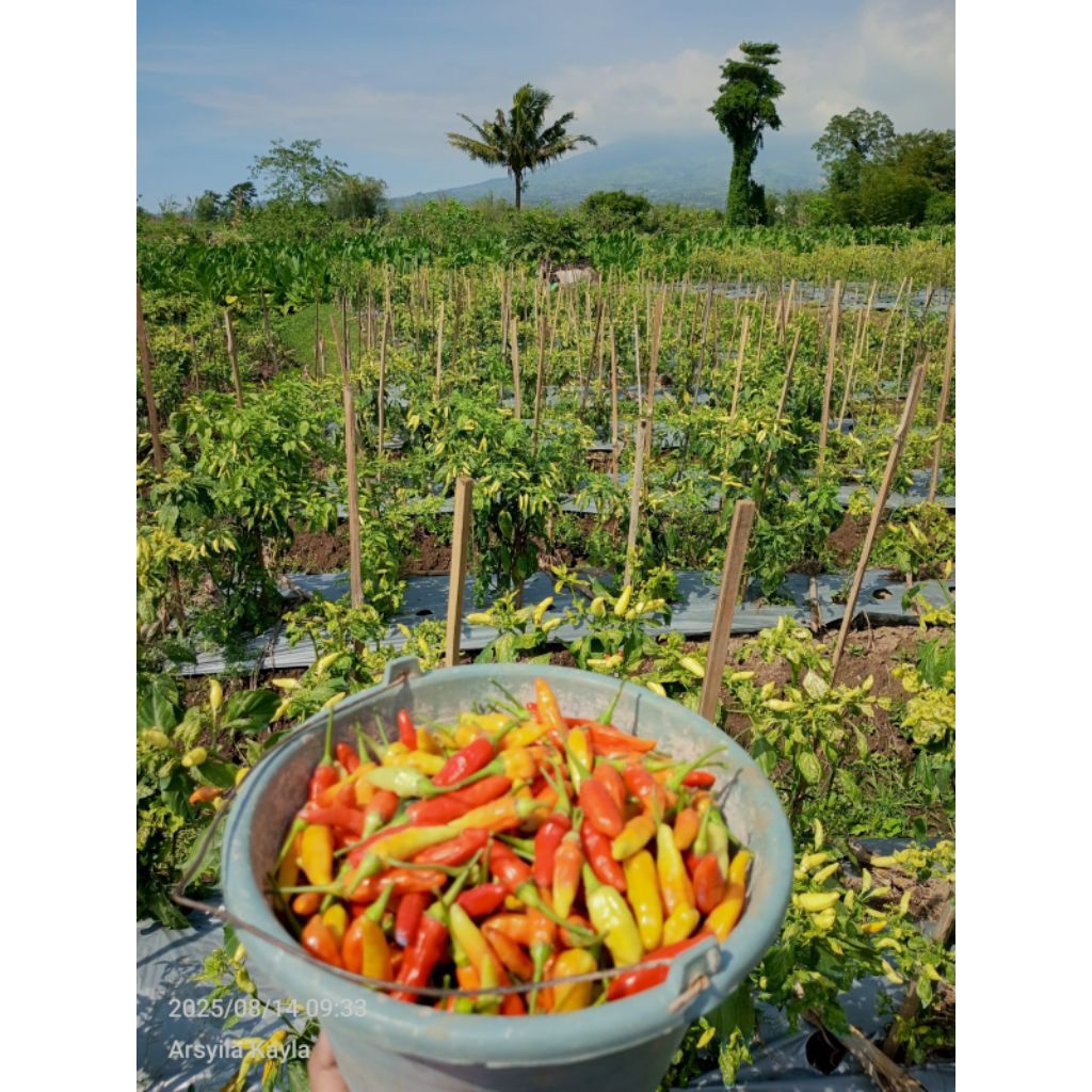 

cabe ori rawit merah asli fresh