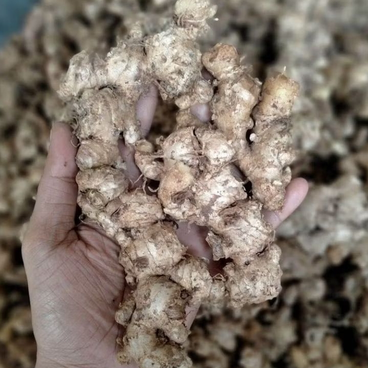 

jahe mprit segar sudah beresih berat 100 gram
