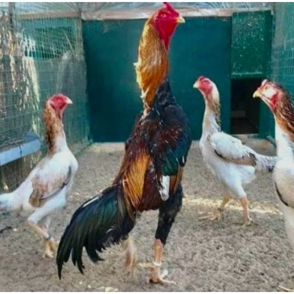 

Telur Ayam Shamo Eropa untuk di tetaskan