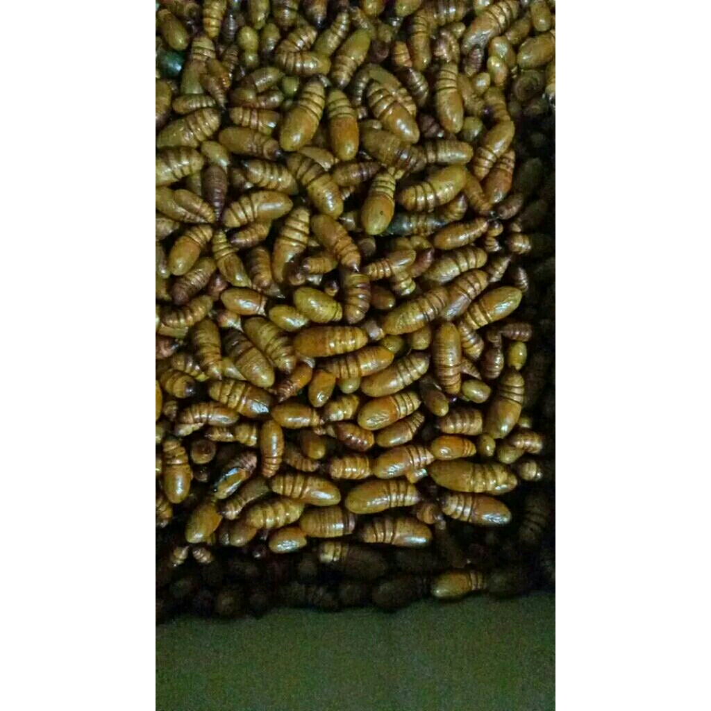 kepompong alpukat/entuk alpukat umpan bawal harian, lomba