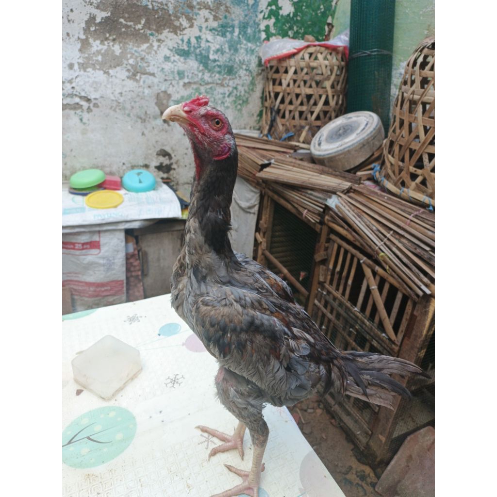 Ayam Bangkok PAKOY umur 7 bln[PROMO CUCI KANDANG]