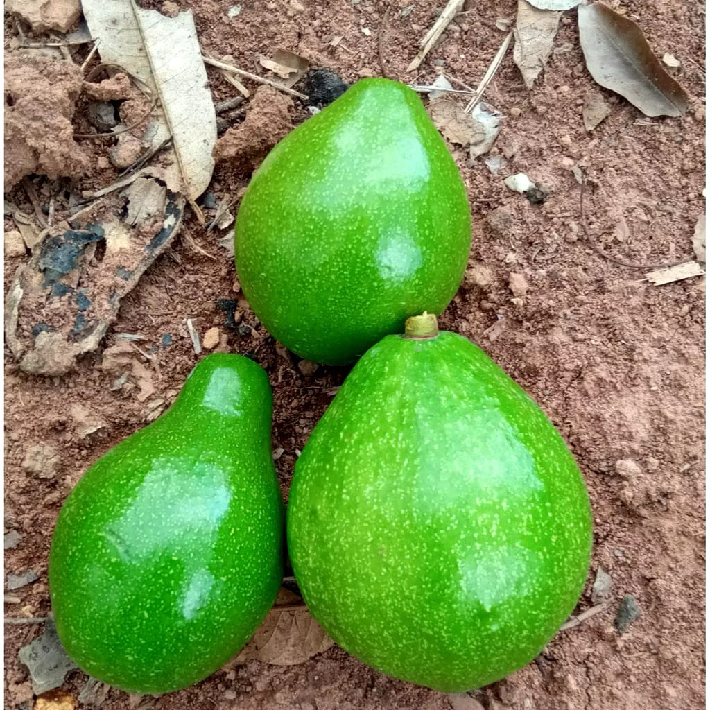 

FRESH BUAH ALPUKAT MENTEGA ALPUKAD ALVOCADO