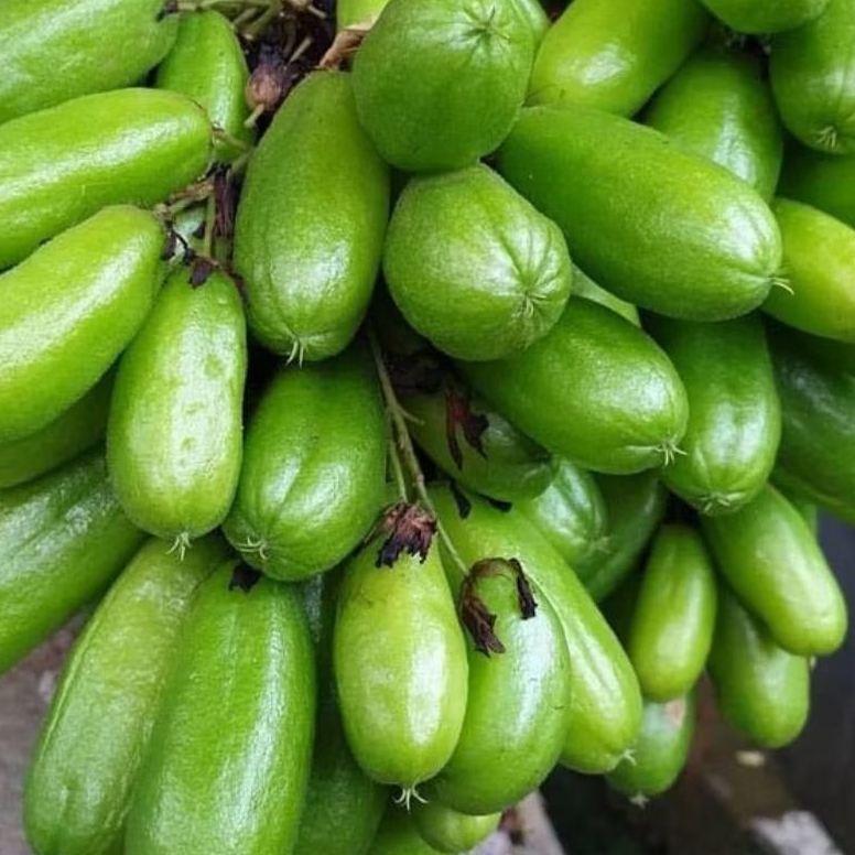 

INSTAN KOTA JAMBI Belimbing Wuluh 100gr