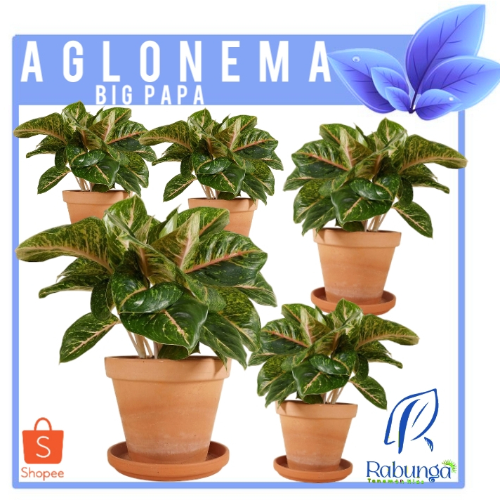 TANAMAN HIAS AGLONEMA BIG PAPA>AGLONEMA BIG PAPA>TANAMAN HIAS HIDUP>TANAMAN HIAS OUTDOOR