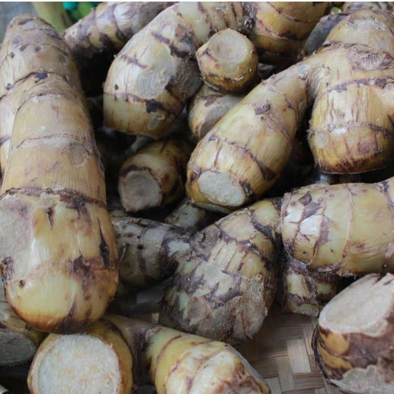 

Umbi Ganyong Organik 1 Kg Free Ongkir