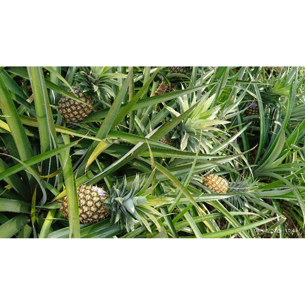 

Nanas Simadu Asli Subang